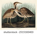 American Bittern from Birds of America (1827) by John James Audubon, etched by William Home Lizars. 