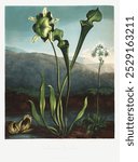 American Bog Plants from The Temple of Flora (1807) by Robert John Thornton. Vintage flower art, botanical drawing illustration, old flora painting, flower art print.