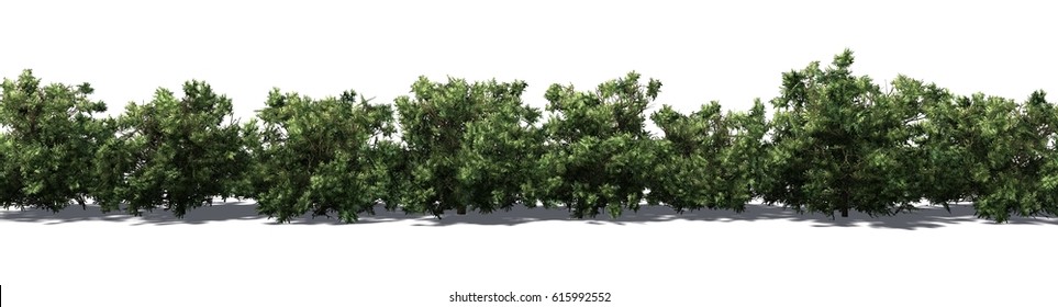 1,085 Ficus hedge Images, Stock Photos & Vectors | Shutterstock