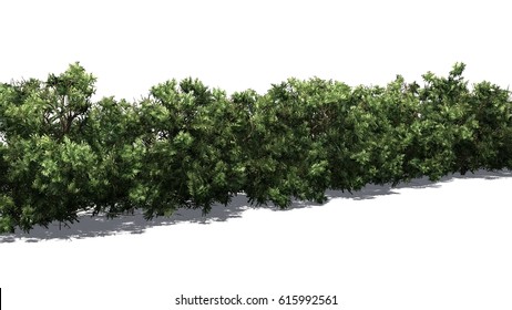 American Boxwood Hedge - Isolated On White Background - 3D Rendering