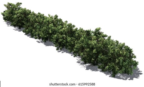 American Boxwood Hedge - Isolated On White Background - 3D Rendering