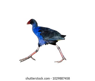 American Coot Common Gallinule Water Bird Stock Illustration 1029887458 ...