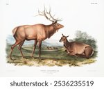 American Elk (Cervus Canadensis) illustrated by John Woodhouse Audubon. Animal elk illustration. Vintage animal art drawing illustration, old painting art print of elk animal.