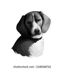 American Foxhound Dog Digital Art Illustration In Black And White. Breed Of Dog English Hound Bred To Hunt Foxes. Pet Loss. T-shirt Print, Puppy Food Cover Hand Drawn Muzzle Portrait