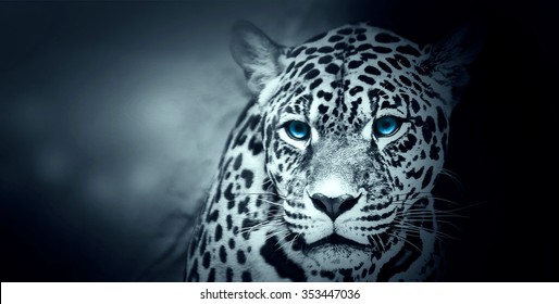 American Jaguar, Illustration, Light Blue Body and Blue Eyes