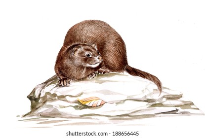 American Mink (Neovison Vison)