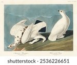 American Ptarmigan and White-tailed Grous from Birds of America (1827) by John James Audubon (1785 - 1851), etched by Robert Havell. Vintage bird art illustration. Birds of America