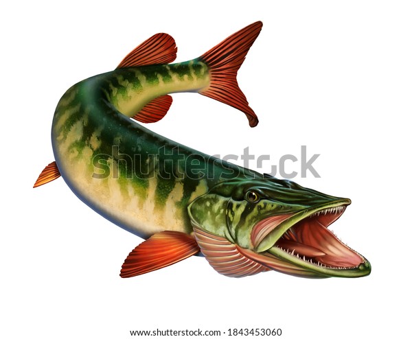 魚を攻撃する口を開けたアメリカの赤い先端のパイク 草のパイクイラストは リアリズムアートを分離します のイラスト素材