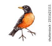 American robin watercolor illustration. Hand painted Turdus migratorius North America native avian. True thrush bird image. American robin realistic bird isolated on white background