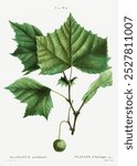 American sycamore (Platanus occidentalis) (1801-1819) by Pierre-Joseph Redoute. Vintage sycamore green leaf art drawing, old illustration, sycamore tree and leaf art print.