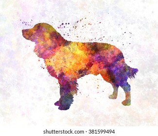 American Water Spaniel In Watercolor