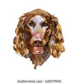 American Water Spaniel In Watercolor