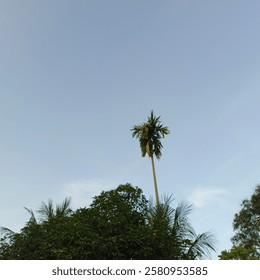 Amidst the serene and enchanting landscape, a coconut tree towered, its trunk slender but sturdy, with long green leaves that waved gently in the wind.