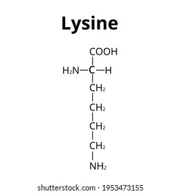 Amino Acid Lysine Chemical Molecular Formula Stock Illustration ...