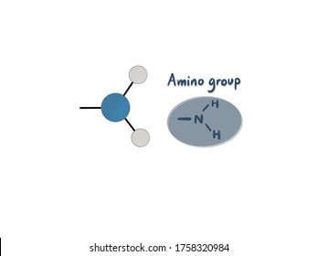 Amino Acids Are Organic Compounds That Contain Amine Functional Group.