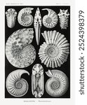 Ammonitida-Ammonshorner from Kunstformen der Natur (1904) by Ernst Haeckel. Vintage marine animal art illustration, Ernst Haeckel