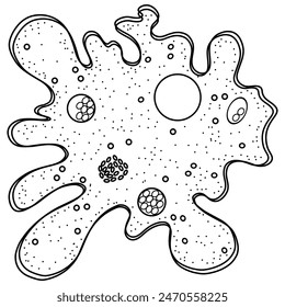 Amoeba move and feed by using pseudopods doodle