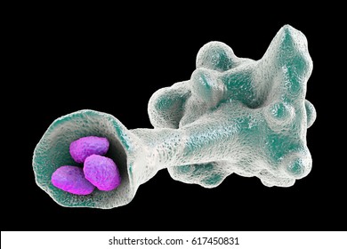 Amoeba protozoan engulfing bacteria isolated on black background, 3D illustration Stock Illustration