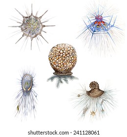 Amoeboid Protists, Unicellular Organisms