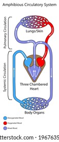 Amphibian circulatory system to show three-chambered heart.  