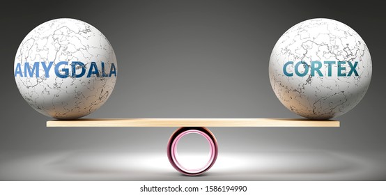 Amygdala and cortex in balance - pictured as balanced balls on scale that symbolize harmony and equity between Amygdala and cortex that is good and beneficial., 3d illustration
