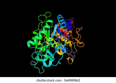 Amylase Protein (3d Structure). Digestive Enzyme, Responsible For The Hydrolysis Of Starch Into Sugars. Found In Saliva.