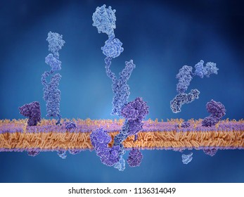 The amyloid precursor protein (APP) being cleaved by gamma and beta secretase and  releasing the beta amyloid peptide, which is involved in the Alzheimer disease. 3d rendering
