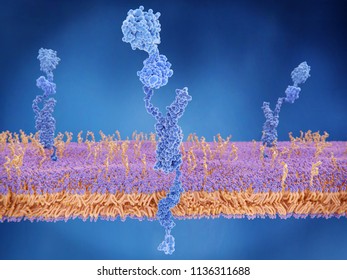 The amyloid precursor protein. When cleaved, the membrane domain is involved in the Alzheimer disease building amyloid plaques. 3d rendering