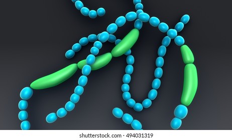 Anabaena 3d Illustration