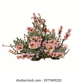 Anabasis Articulata, Realistic Drawing, Illustration For Savanna Plant Encyclopedia, Isolated Image On White Background