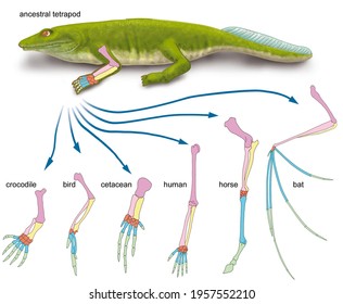 Analogous And Homologous Organs. Comparison Between The Forelimbs Of Various Vertebrates, Highlighting The Position And Homology Between Their Bones.