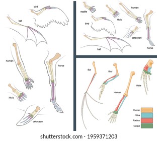 Analogous And Homologous Organs. Comparison Between The Forelimbs Of Various Vertebrates, Highlighting The Position And Homology Between Their Bones.