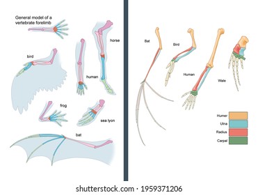 Analogous And Homologous Organs. Comparison Between The Forelimbs Of Various Vertebrates, Highlighting The Position And Homology Between Their Bones.