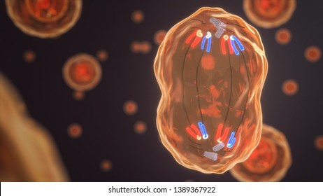 Anaphase Of A Human Cell (3D Rendering)