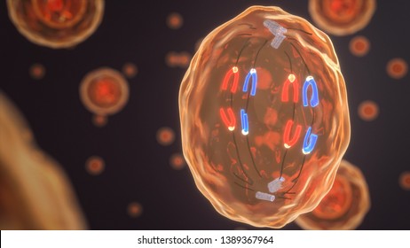 Anaphase of a human cell. (3D Rendering)