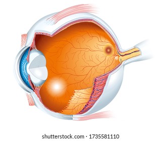 Anatomical accurate human eye anatomy