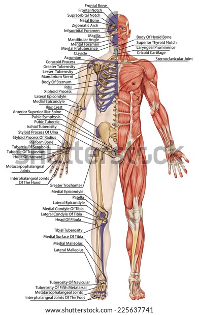 Anatomischer Korper Menschliches Skelett Anatomie Des Stockillustration