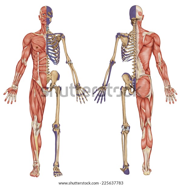 Au! 15+  Grunner til Osseous Stracture Human Body! We did not find results for: