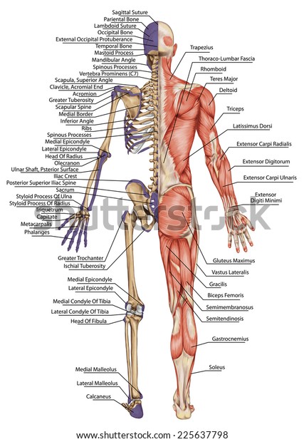 Anatomischer Korper Menschliches Skelett Anatomie Des Stockillustration