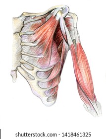 Anatomical Color Pencil Drawing Human Chest Stock Illustration 1418461325