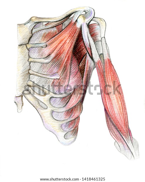 Anatomical Color Pencil Drawing Human Chest Stock Illustration