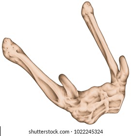 Anatomical Construction Of The Hyoid Bone. The Human Skeletal System. Lingual Bone. Tongue Bone. Oblique Anterior Lateral View.