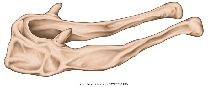 Anatomical Construction Of The Hyoid Bone. The Human Skeletal System. Lingual Bone. Tongue Bone. Lateral View.  