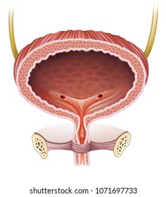 Anatomical And Descriptive Illustration Of The Female Human Bladder