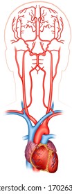Anatomical and descriptive illustration of the heart and the main arteries that supply blood to the brain.