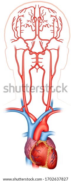 Anatomical and\
descriptive illustration of the heart and the main arteries that\
supply blood to the\
brain.