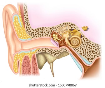 Anatomical and descriptive illustration of the human ear, in it we can see the external, middle and internal ear.