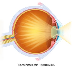 Anatomical Descriptive Illustration Human Eye Ocular Stock Illustration ...