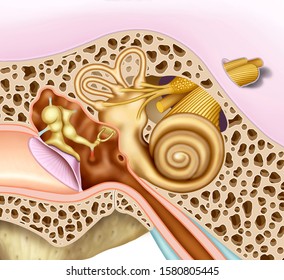 Anatomical and descriptive illustration of the human inner ear, in it we can see the conch of the ear, the tympanum, anvil and stirrup, and the atrial nerve.
