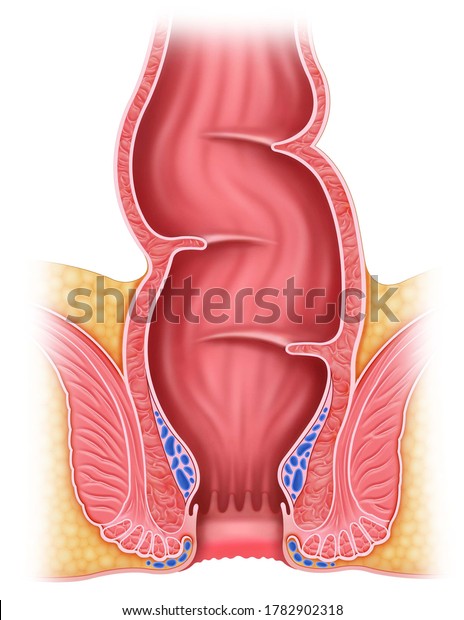 Anatomical and descriptive illustration\
of the rectum and anus. Last portion of the rectum between the\
colon and the anal canal, end of the digestive\
tract.